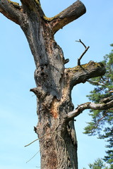 Morscher, abgestorbener Baum auf einer Wiese in den Sand Dünen von Sandweier, Baden-Baden