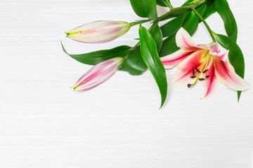Beautiful pink lily flowers on wooden background, with space for text. Perfect image for: lilies flowers, white and pink lily flower, florist, garden, autumn flowers bouquet etc.
