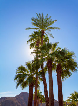 Palm trees with backlit sky