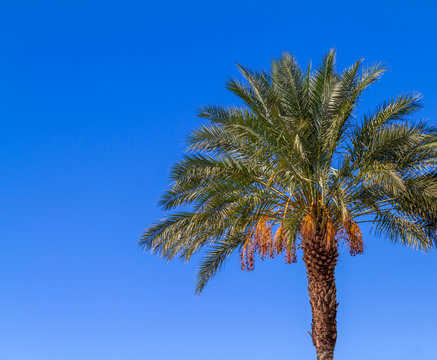 Date palm tree with blue sky background