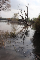 Arbol en lago y reflejo