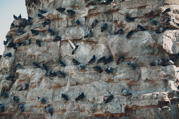 Pigeons resting on an old stone wall in the historical quarter of Istanbul.