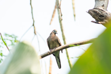 Cute little bird.