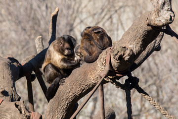 Mono Capuchino en el Zoo 