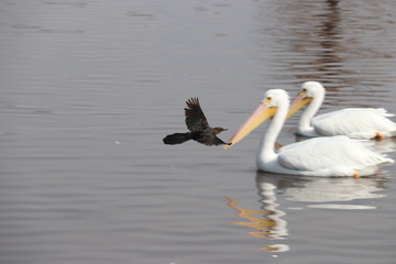 Sombra de pajaro y par de pelicanos