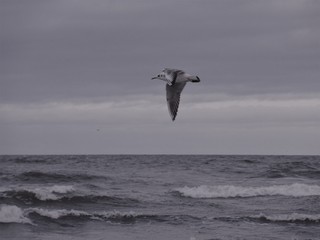 seagull