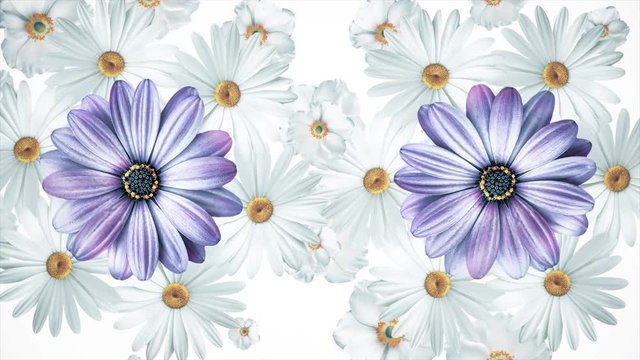 Set of white and purple different summer flower buds rotating, isolated on white background. Chamomiles, cosmos flowers and violets spinning.
