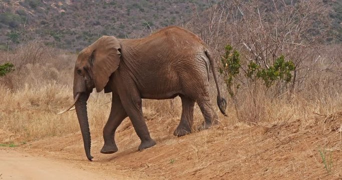 African Elephant, loxodonta africana, Adult in savannah, Tsavo Park in Kenya, Real Time 4K