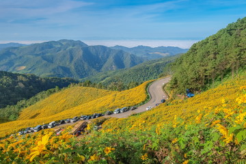 Maxican Sunflower or Tree marigold blossom view blooming on the hill with mountains and blue sky background. view of Thung Bua Tong, Doi Mae Aukor, Khun Yuam, Mae Hong Son, northern Thailand.