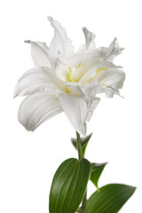 Delicate lily flower isolated on white background.