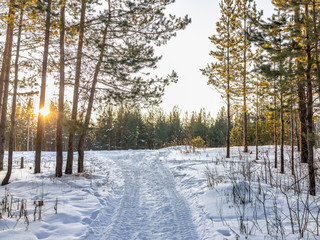 Pines and birches in the winter forest are lit by the setting sun