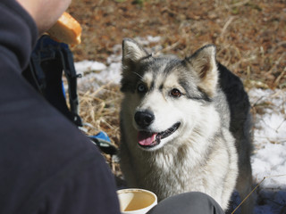 Siberian husky begging for food from a tourist.