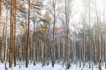 Pine and birch in winter forest on a sunny day