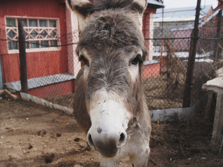 cute donkey in a farming village