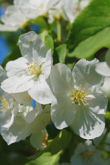Flowers on a young apple tree