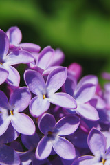 Beautiful lilac flowers.