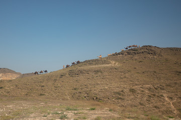 camel caravan going in mountain landscape