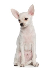 Toy Terrier Dog on Isolated White Background in studio
