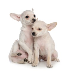 Obraz premium Toy Terrier Dog on Isolated White Background in studio
