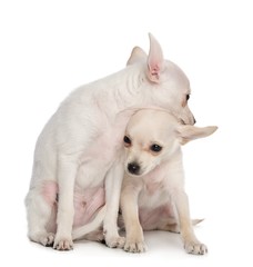 Obraz premium Toy Terrier Dog on Isolated White Background in studio