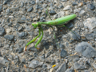 Green mantis on a hiking trail in the mountains