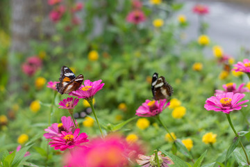 butterflies in a beautiful flower garden