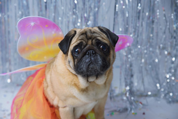 Sad pug with wings in dress on festive background