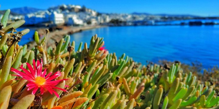 Pink Daisy Peels Through To Soak Up The Sun In A Greek Island Bay.