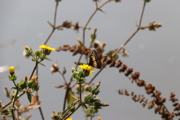 Flor amarilla con mariposa negra 