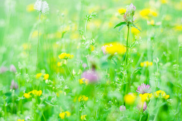 Spring background. Grass and wild flowers in a meadow in summer. Spring landscape with soft focus