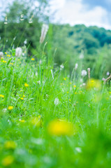 Spring background. Grass and wild flowers in a meadow in summer. Spring landscape with soft focus