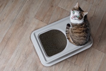 Tabby cat sitting on a top-entry litter box and looking curious up to the camera. High angle view. 