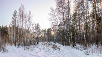Pines and birches in the winter forest are lit by the setting sun