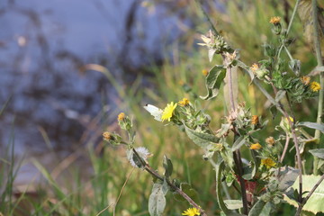 Mariposa blanca en flor amarilla