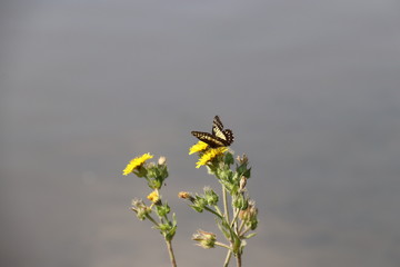 Mariposa negra en flor marilla