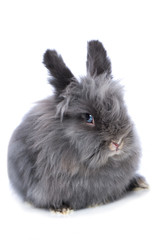 Obraz premium Cute dwarf rabbit isolated on white background