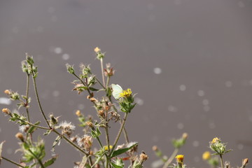 Maripos con lago de fondo y bokeh