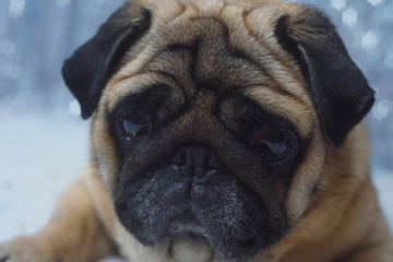 Sad pug with wings in dress on festive background