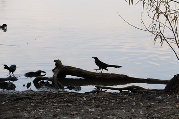 Pajaro camiando en tronco sobre lago
