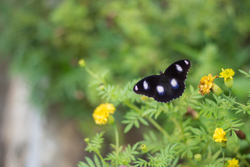 butterflies in a beautiful flower garden