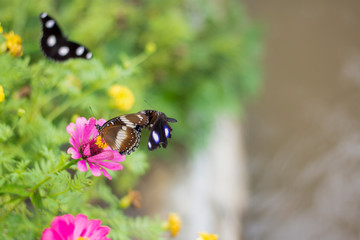 butterflies in a beautiful flower garden