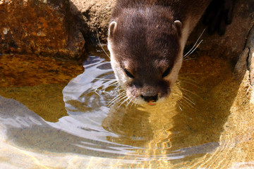 Otter drinking