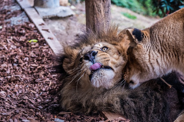 Lion et sa lionne
