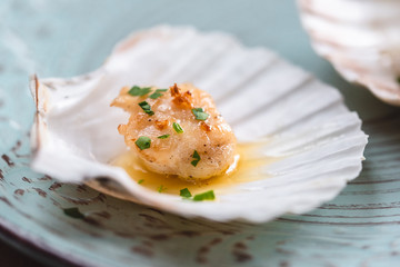 Seared scallops shell with butter, garlic and parsley.