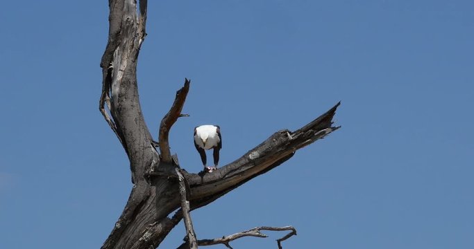 African Fish-Eagle, haliaeetus vocifer, Adult at the top of the Tree, Eating a Fish, Baringo Lake in Kenya, Real Time 4K