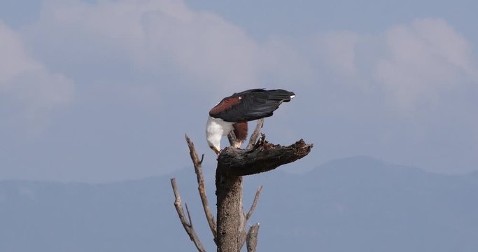 African Fish-Eagle, haliaeetus vocifer, Adult at the top of the Tree, Eating a fish, Baringo Lake in Kenya, Real Time 4K