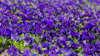 Obraz premium Purple garden pansy at springtime in the garden