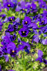 Purple garden pansy at springtime in the garden