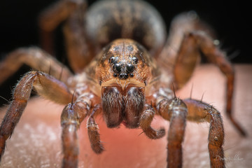 Spinne, Makro