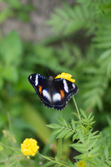 butterflies in a beautiful flower garden